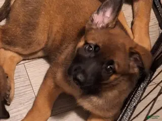 Mixed Breed dogs Mixed Breed Puppy 3 - Ad 8