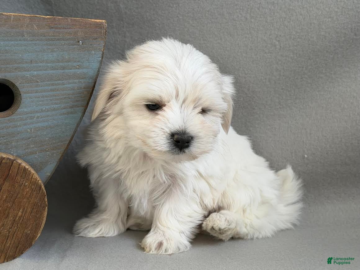 Maltese dogs Lilly - Ad 2