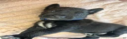 Cane Corso dogs for sale: Biscuits  - Ad 4