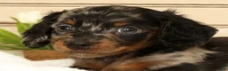 Miniature Dachshund dogs for sale: Milo - Ad 9