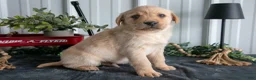 Goldador dogs for sale: Scout - Ad 2