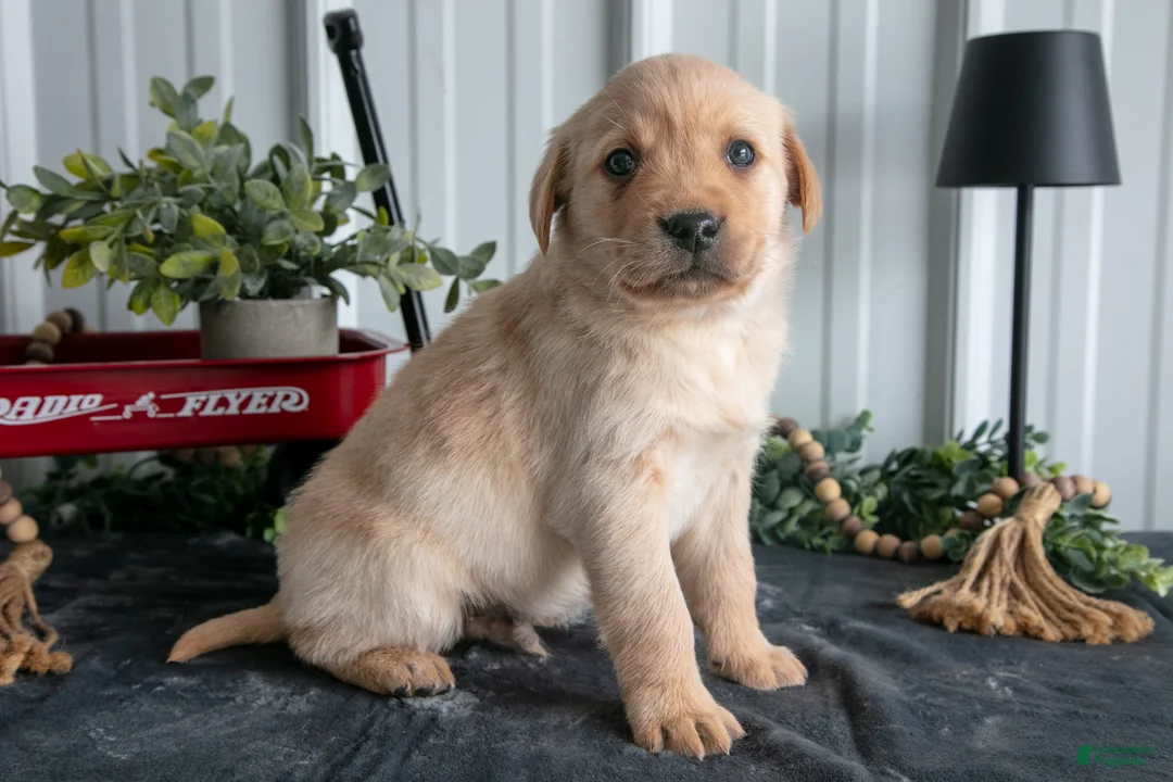 Goldador dogs for sale: Scout - Ad 2