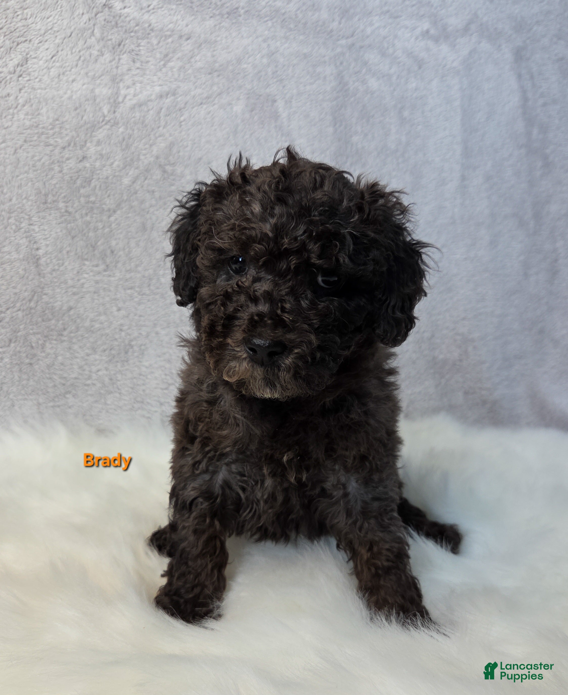 Miniature Poodle dogs Brady - Ad 32