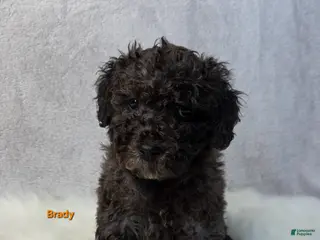 Miniature Poodle dogs Brady - Ad 32