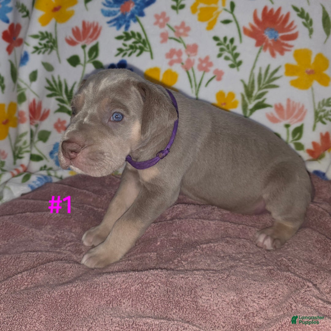 Great Dane dogs for sale: Great Dane Puppy 1 - Ad 5