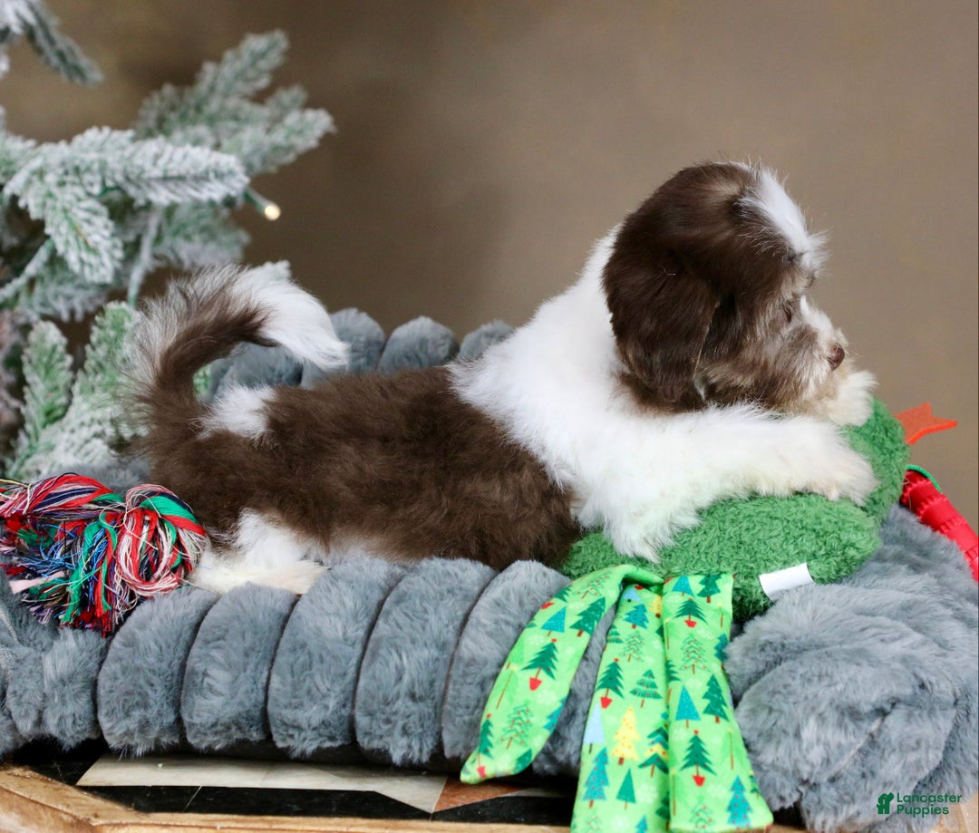 Havanese dogs for sale: Hope - Ad 11
