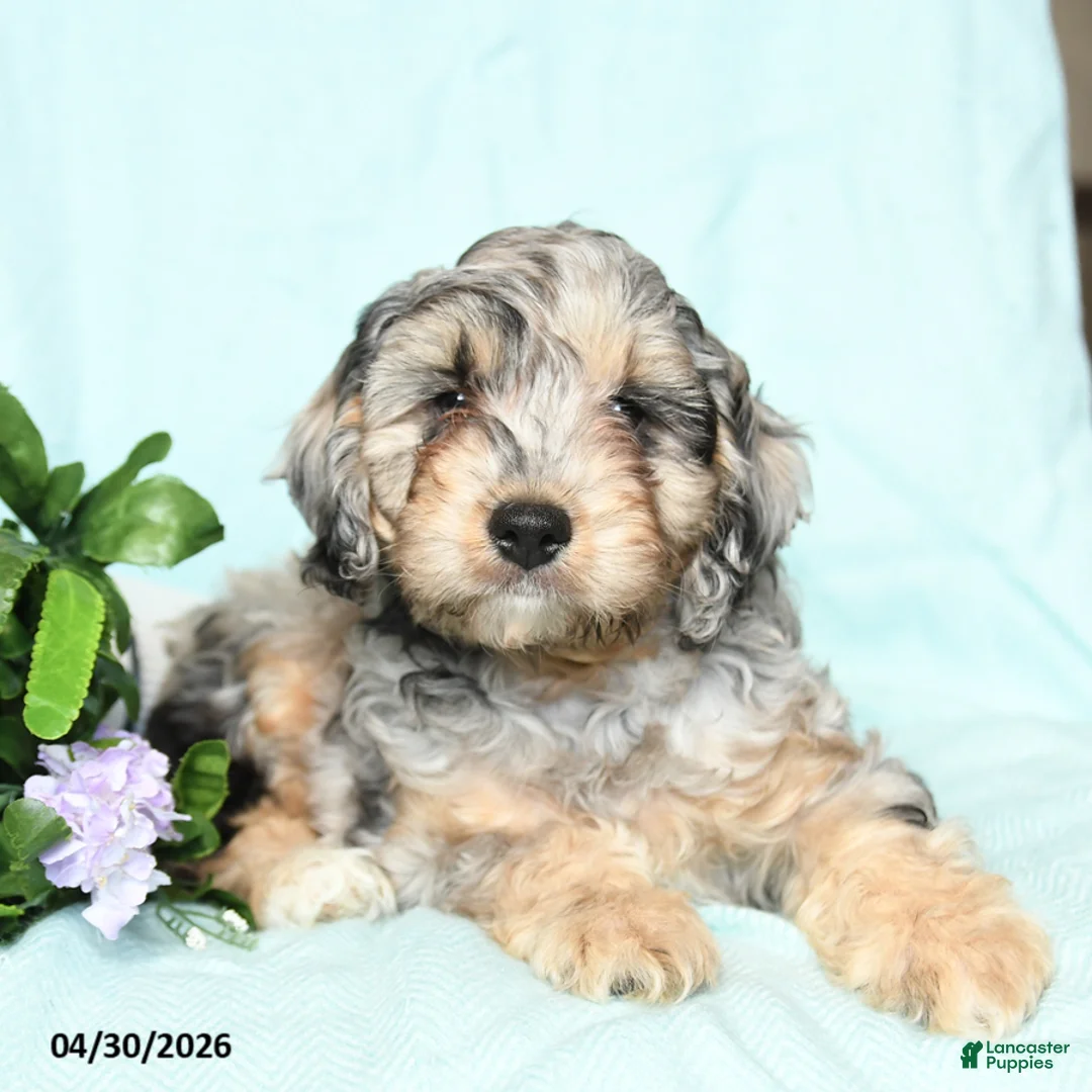 Cavapoo dogs for sale: Edgar - Ad 2