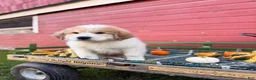 Great Pyrenees dogs for sale: Rover - Ad 10