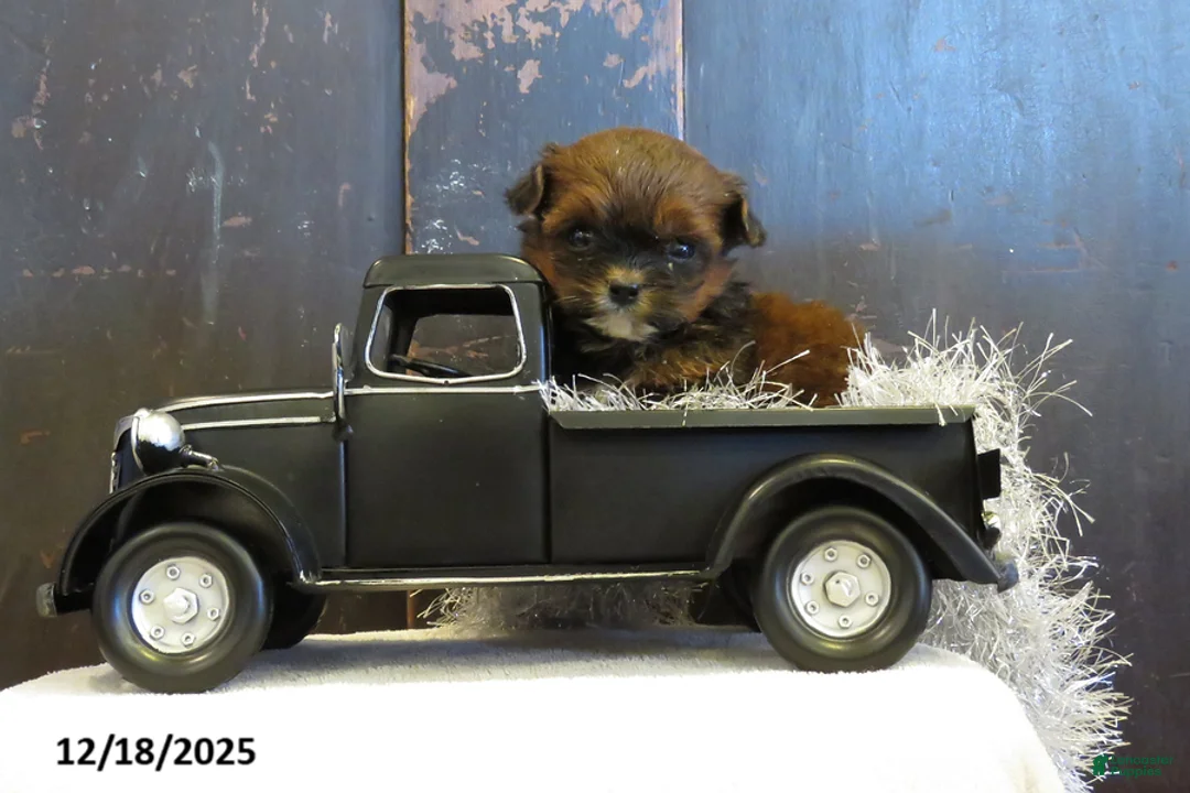 Shihpoo dogs for sale: Berry - Ad 2