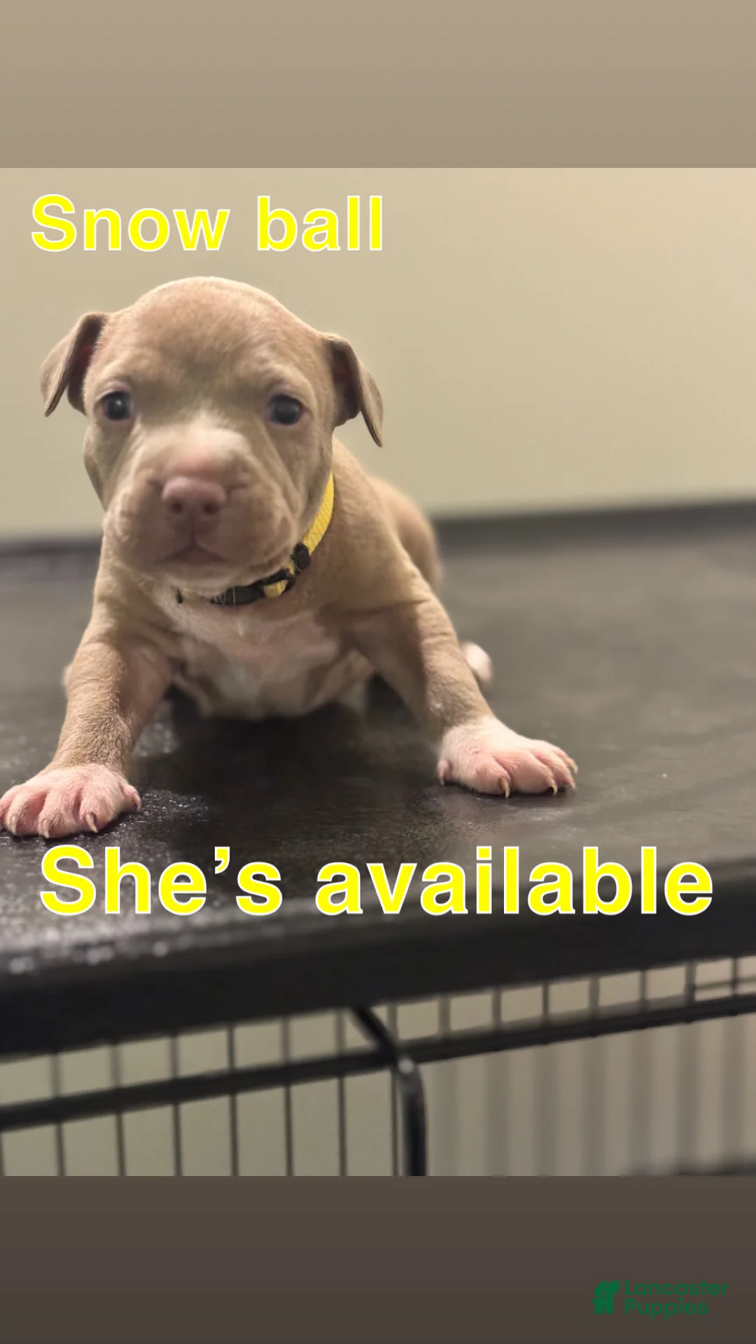 American Pit Bull Terrier dogs for sale: American Pit Bull Terrier Puppy 2 - Ad 1