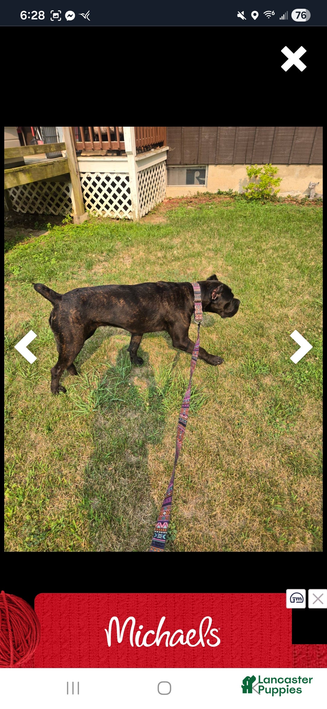 Cane Corso dogs for sale: Cane Corso Puppy 1 - Ad 3