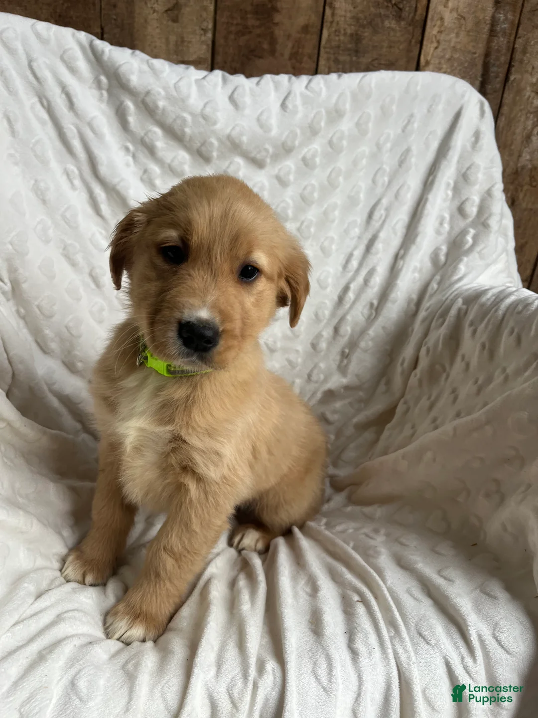 Golden Retriever dogs for sale: Golden Retriever Puppy 3 - Ad 1