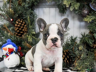 French Bulldog dogs Monty - Ad 36