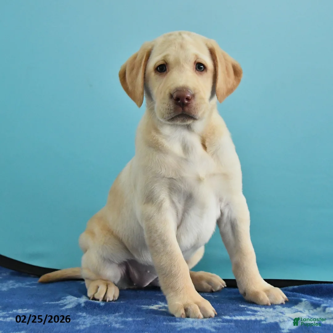 Labrador Retriever dogs for sale: Grace - Ad 5
