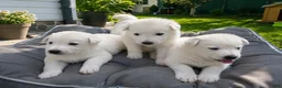German Shepherd dogs for sale: Candy - Ad 3