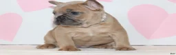 French Bulldog dogs for sale: Rose - Ad 3