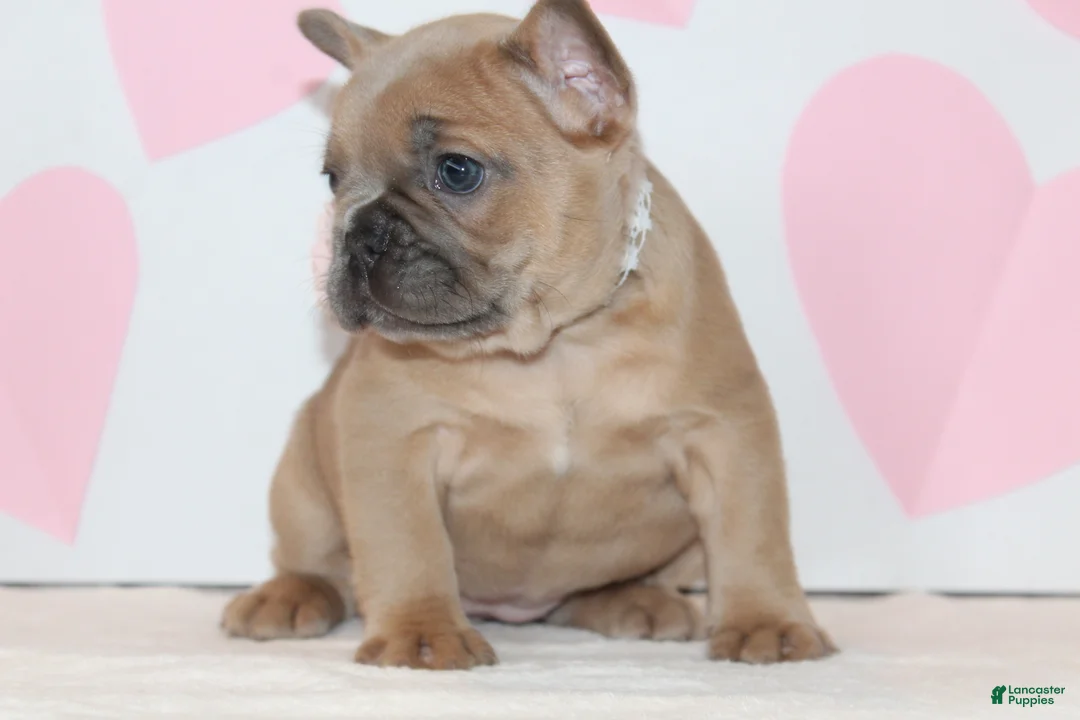 French Bulldog dogs for sale: Rose - Ad 3