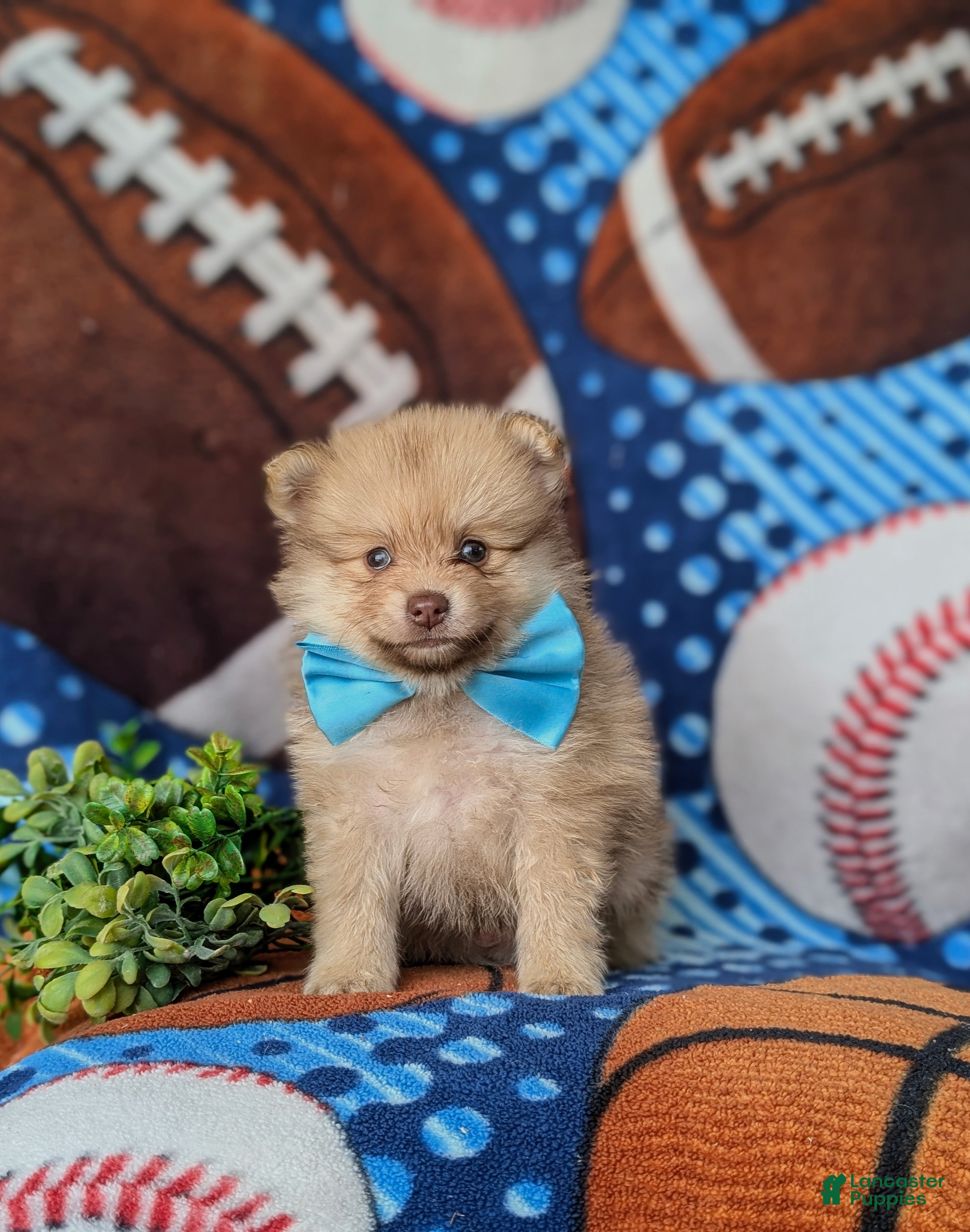 Pomeranian dogs Bentley - Ad 2