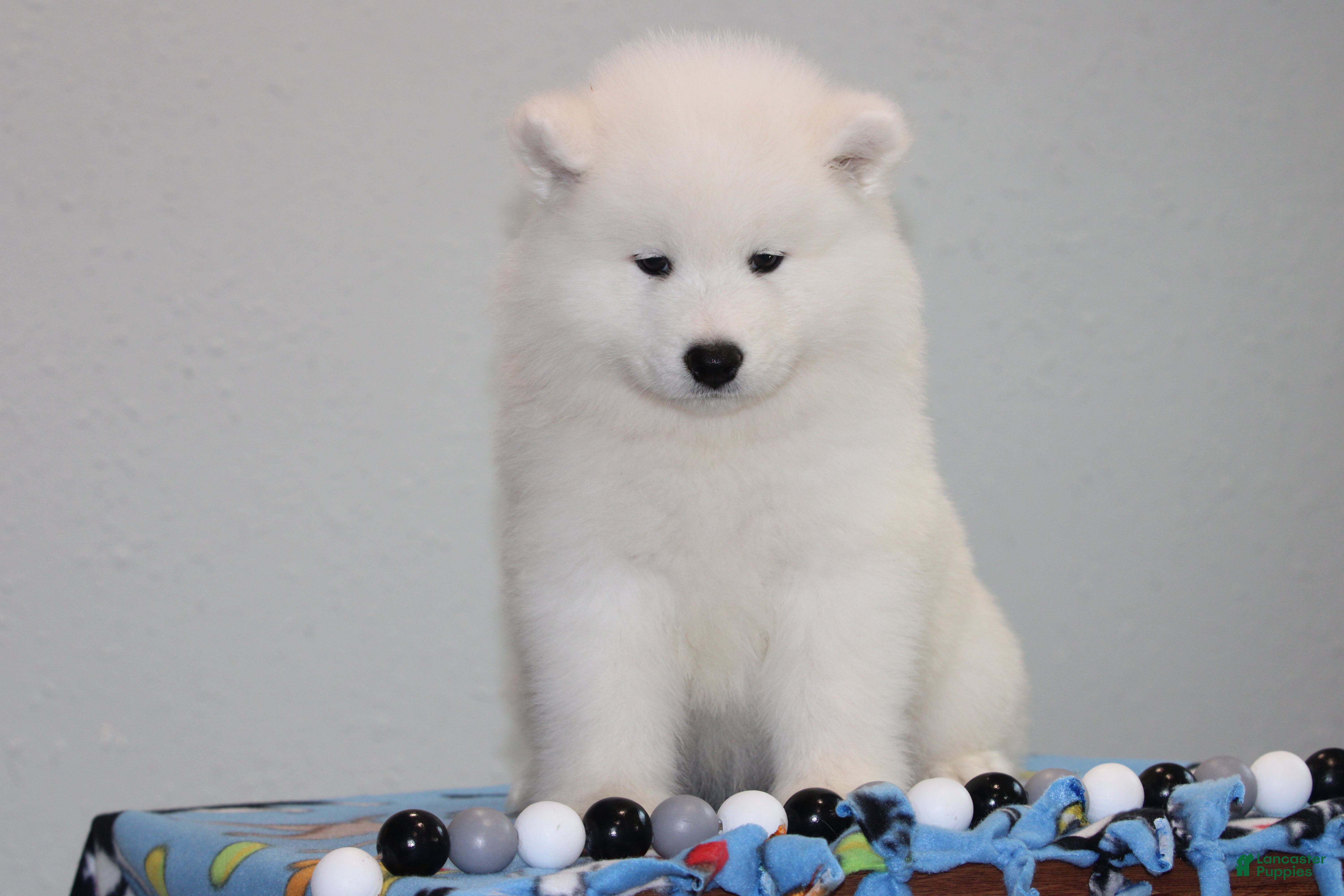 Samoyed dogs Audi - Ad 2