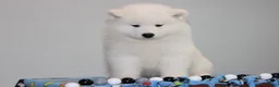 Samoyed dogs for sale: Audi - Ad 2