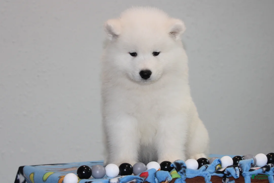 Samoyed dogs for sale: Audi - Ad 2