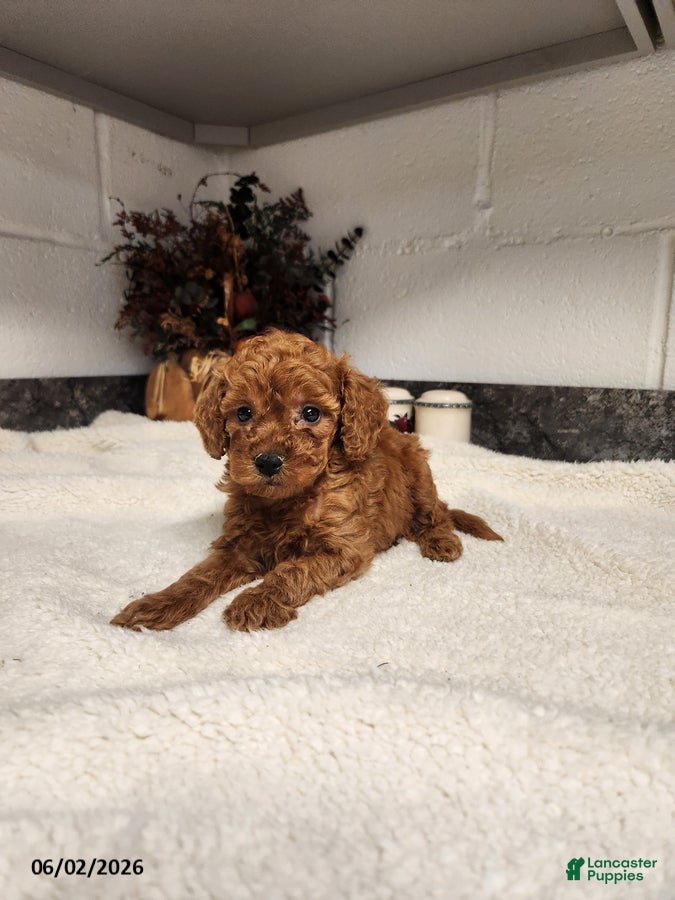 Mini Goldendoodle dogs for sale: Amy - Ad 1