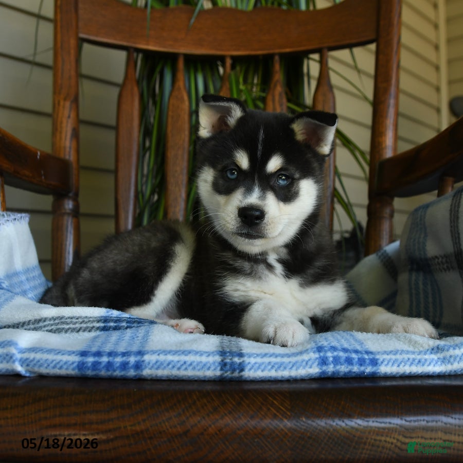 Alaskan Klee Kai dogs Duke - Ad 2