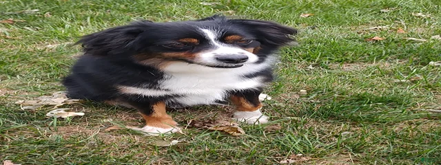 Mia