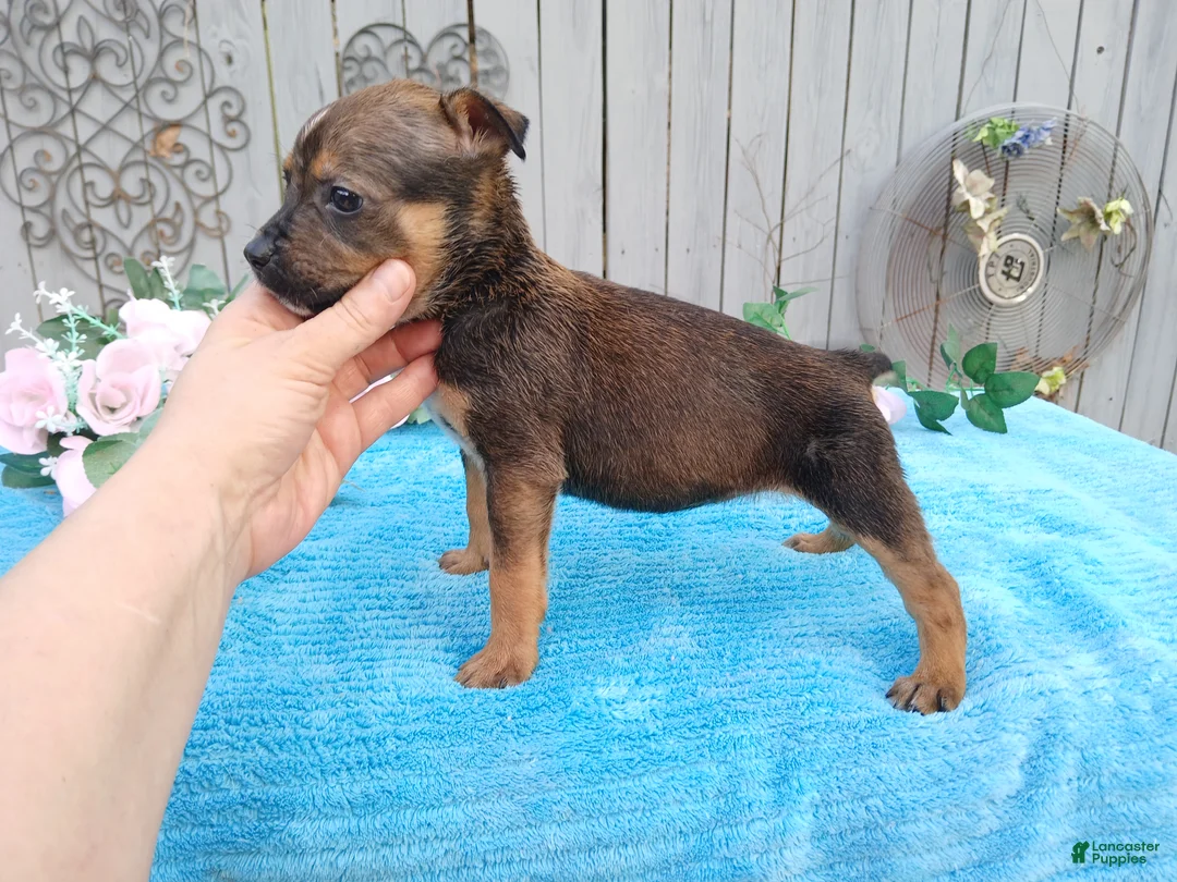 Mixed Breed dogs for sale: 1/2 Blue Heeler 1/2 Bulldog, Nationwide delivery  - Ad 2