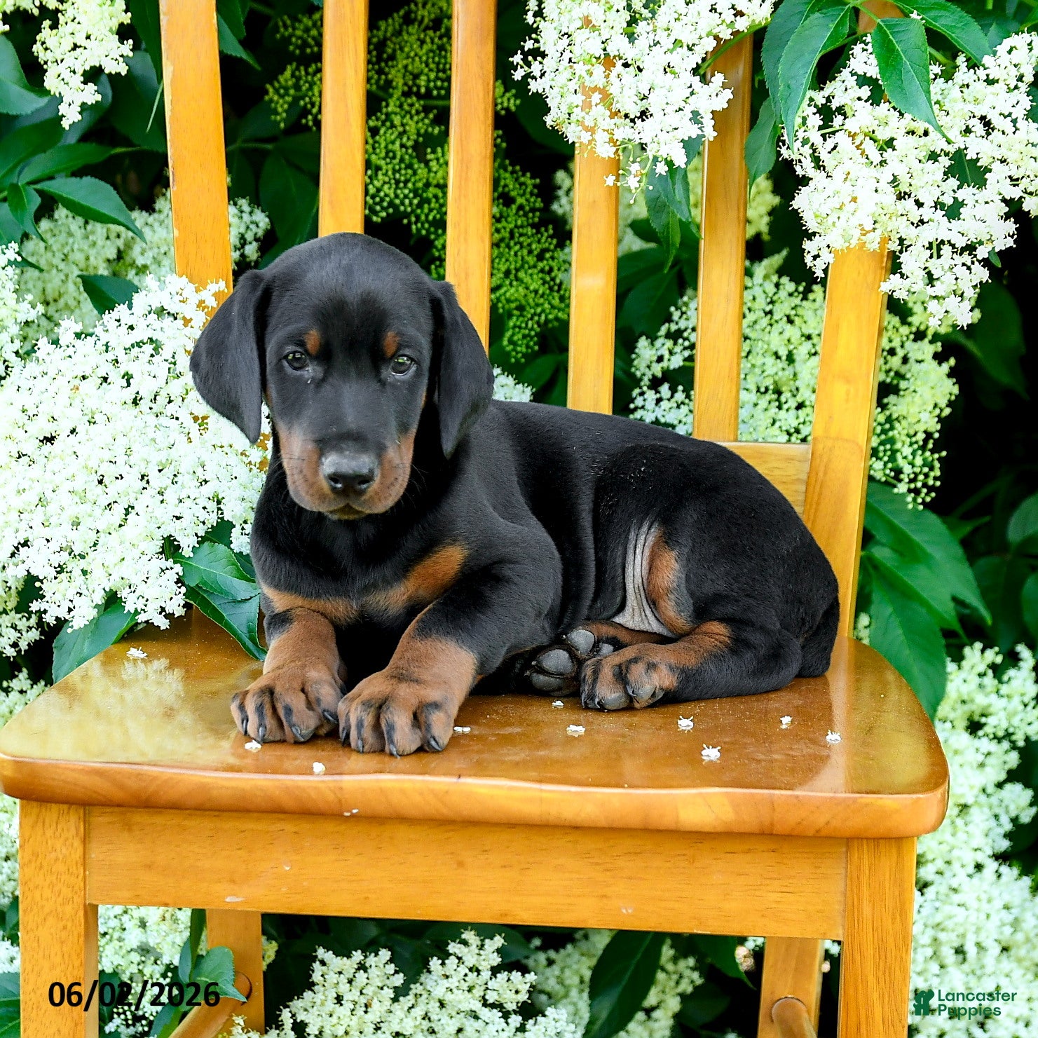 Doberman Pinscher dogs for sale: Lamar - Ad 3