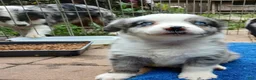 Miniature Australian Shepherd dogs for sale: Miniature Australian Shepherd Puppy 4 - Ad 3