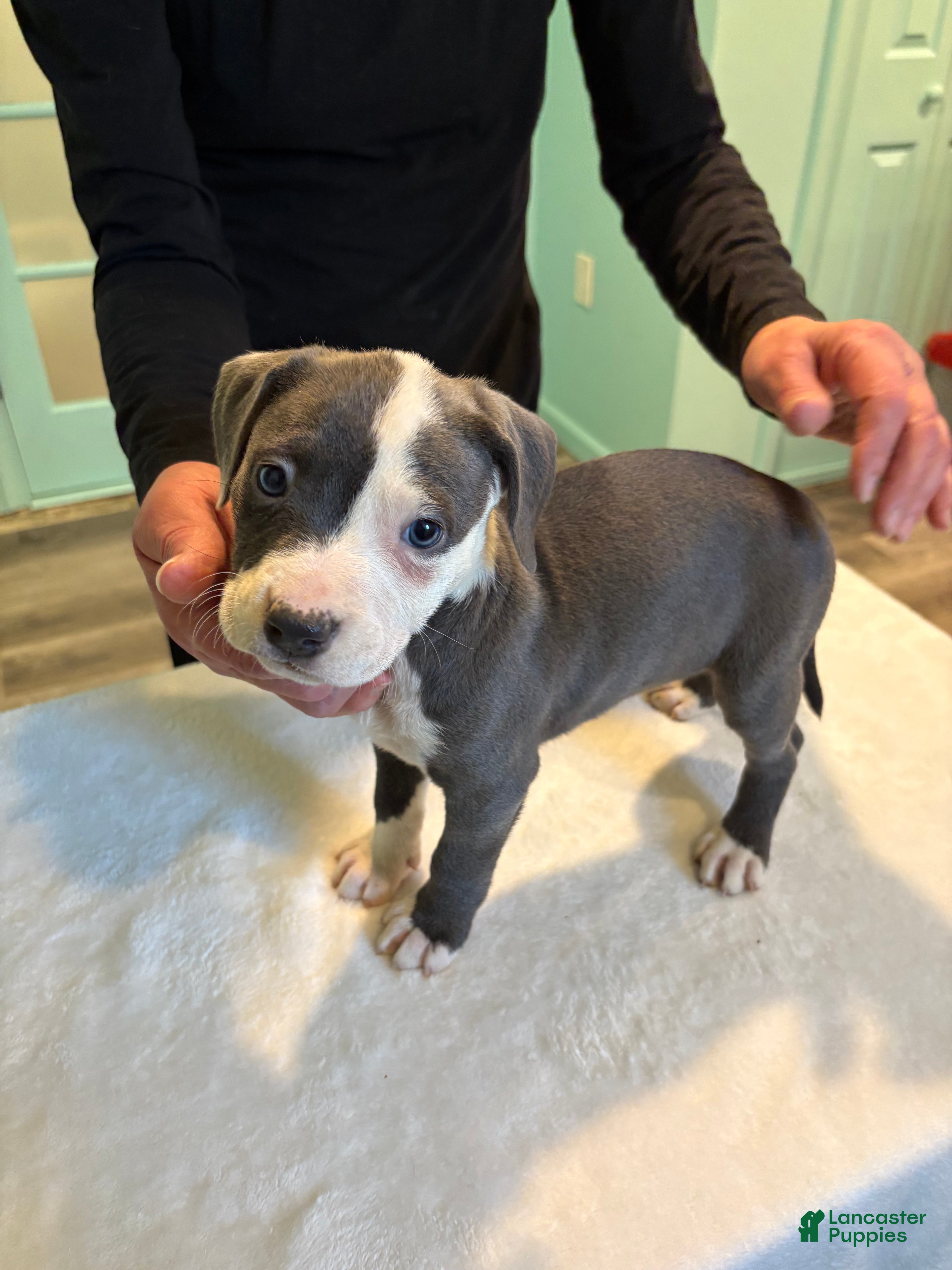 American Bully dogs for sale: American Bully Puppy 4 - Ad 2