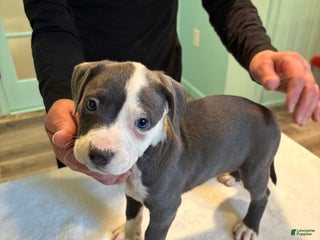 American Bully dogs for sale: American Bully Puppy 4 - Ad 2