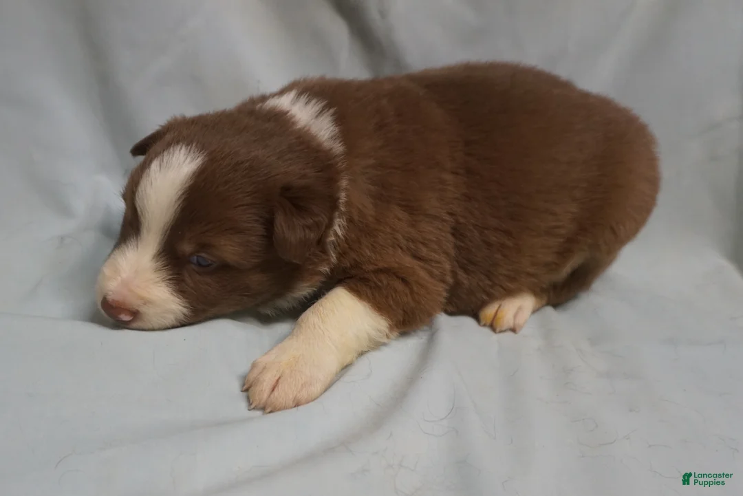 Border Collie dogs for sale: Whitley,  Puppy 3 - Ad 2