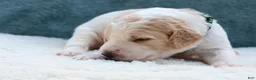 Goldendoodle dogs for sale: Winnie  - Ad 3