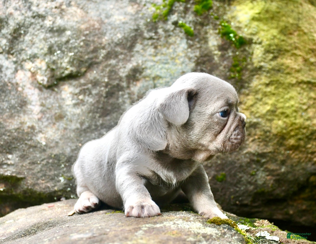 French Bulldog dogs French Bulldog 1 - Ad 2