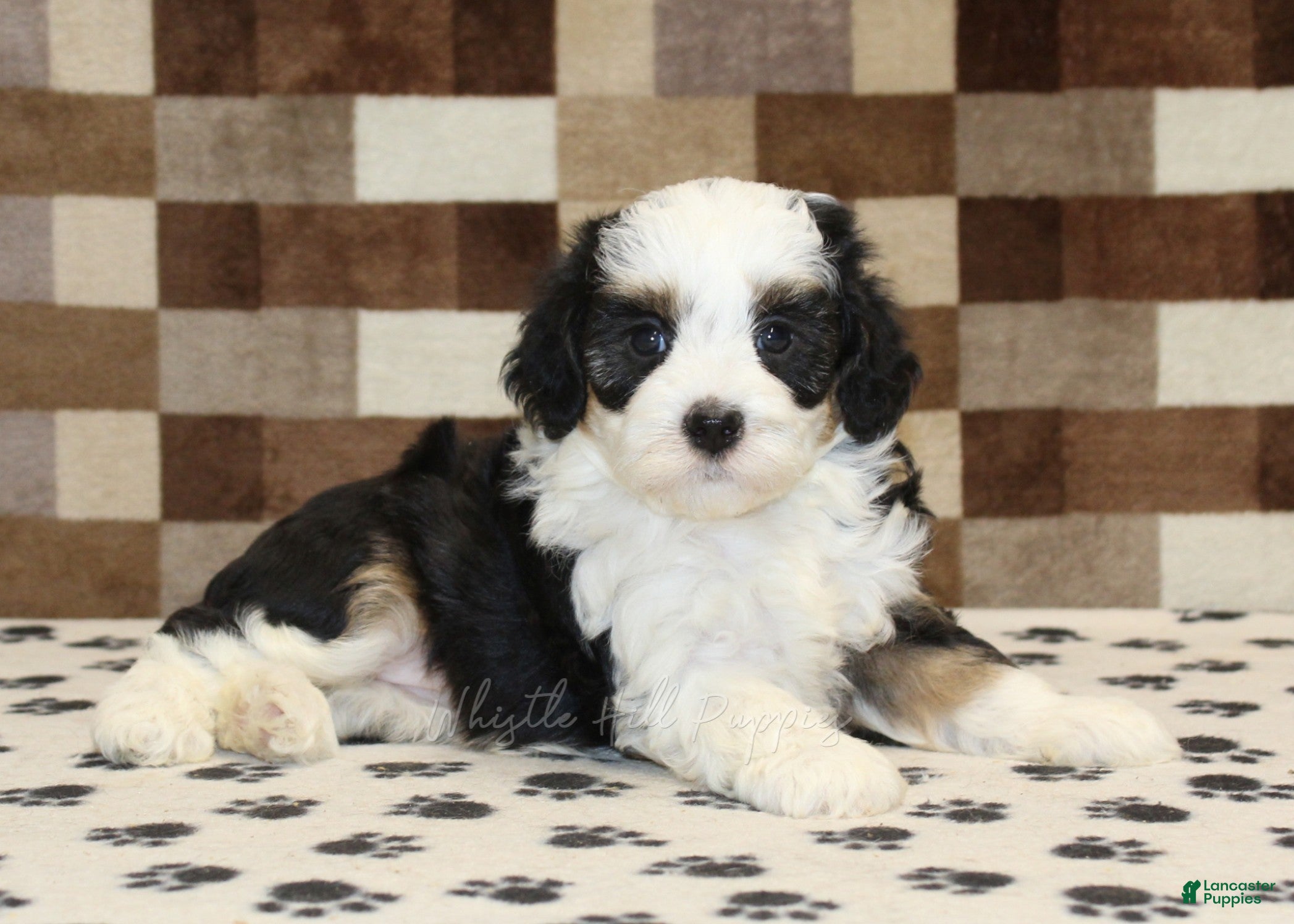 Mini Bernedoodle dogs Kylie - Ad 2