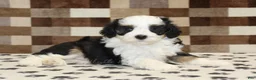 Mini Bernedoodle dogs for sale: Kylie - Ad 2