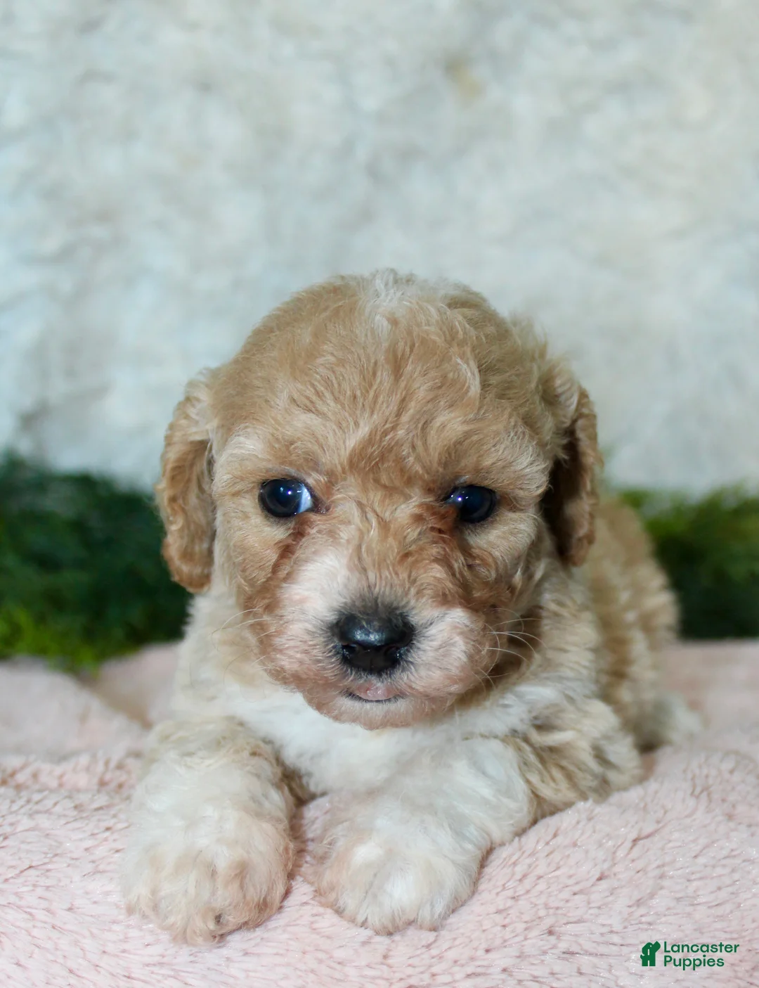 Bichpoo dogs for sale: Bichpoo 5 - Ad 4