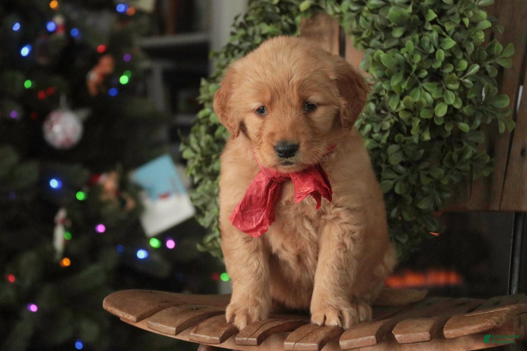 Golden Retriever dogs for sale: Serenity - AKC - Ad 3