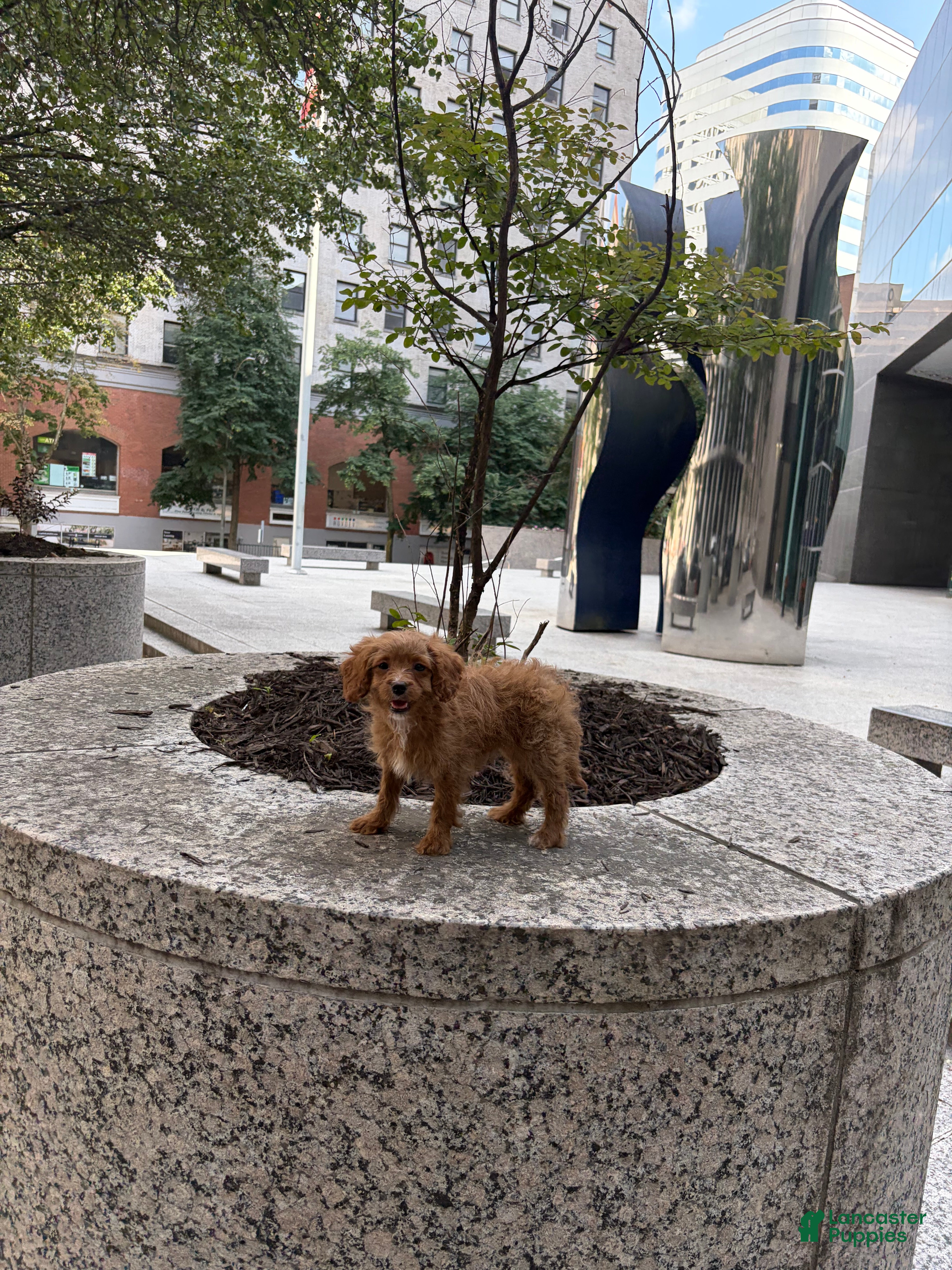 Cavapoo dogs for sale: Daisy - Ad 1