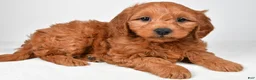 Mini Goldendoodle dogs for sale: Colton - Ad 4