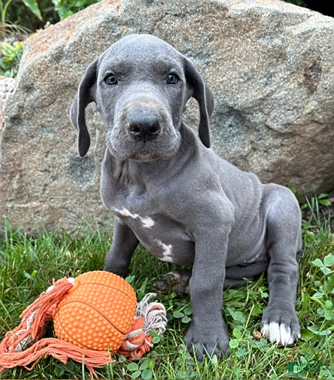 Great Dane dogs for sale: Ellie - Ad 2