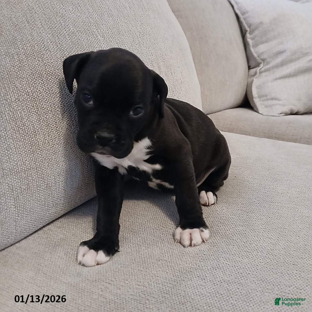 Boxer dogs for sale: Thunder - Ad 3