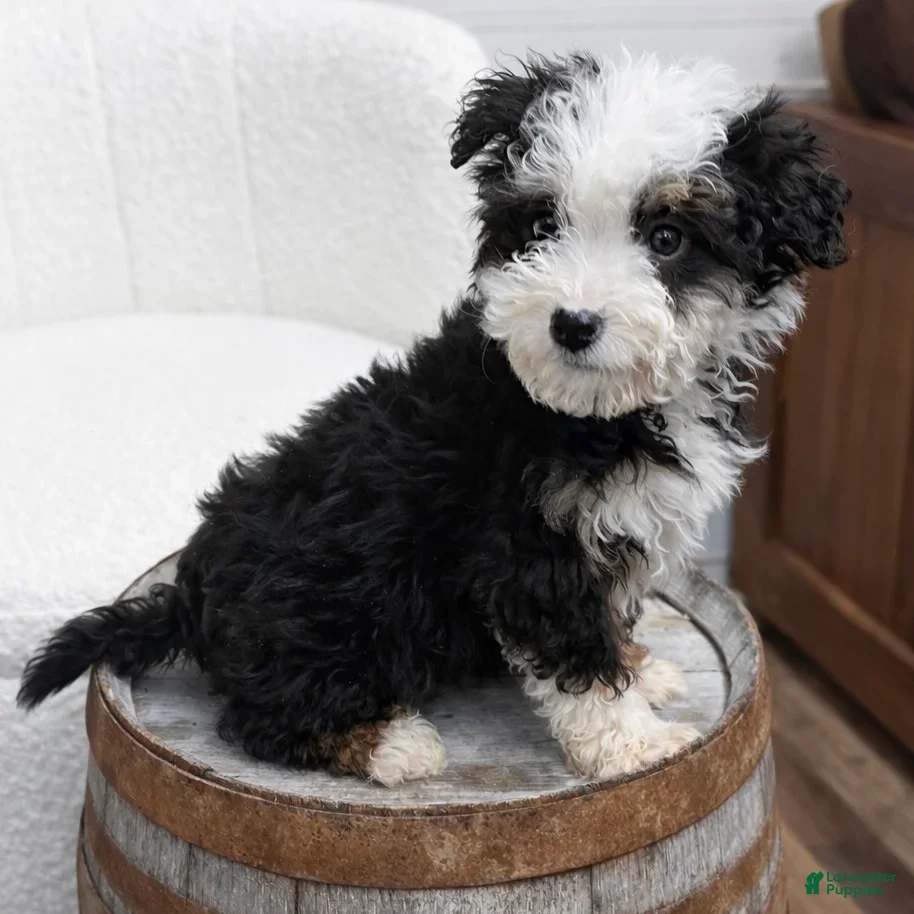 Mini Bernedoodle dogs for sale: Flint - Ad 2