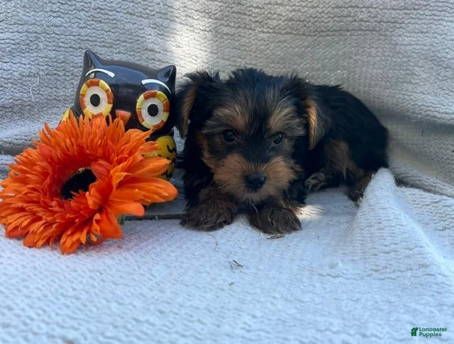 Yorkshire Terrier dogs Willy - Ad 1
