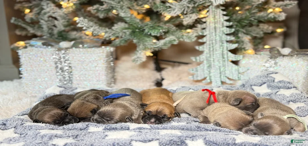 Gallery Image {{count}}