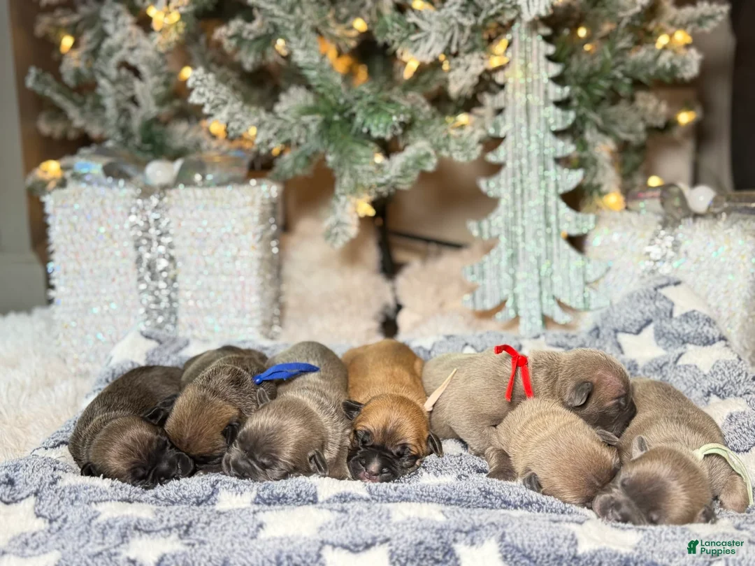 Gallery Image {{count}}