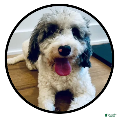 Goldendoodle dogs for sale: Opal - Ad 2