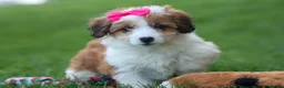 Corgipoo dogs for sale: NALA - Ad 12